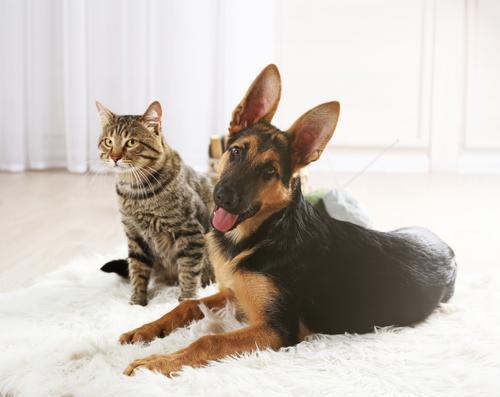 Study Finds Dogs Are Smarter Than Cats