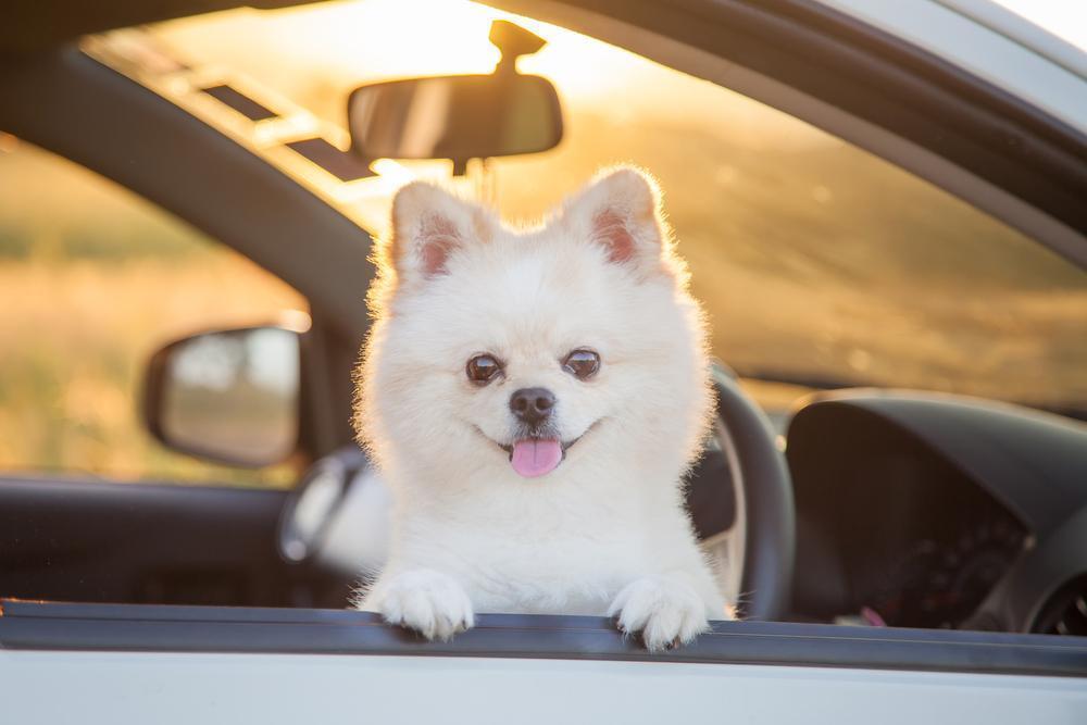 Tesla's 'Dog Mode' Keeps Dogs From Getting Too Hot In The Car