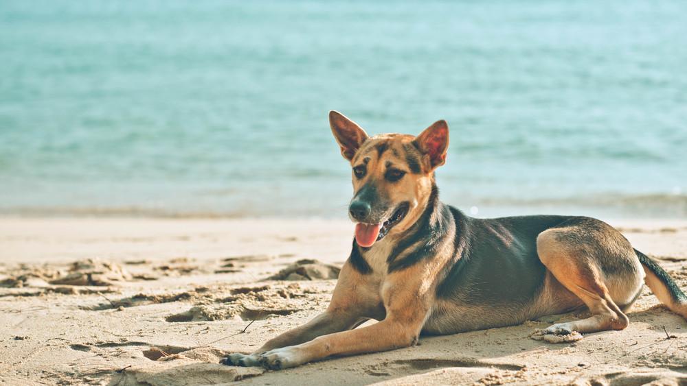 How To Protect Your Dog From Sunburn This Summer