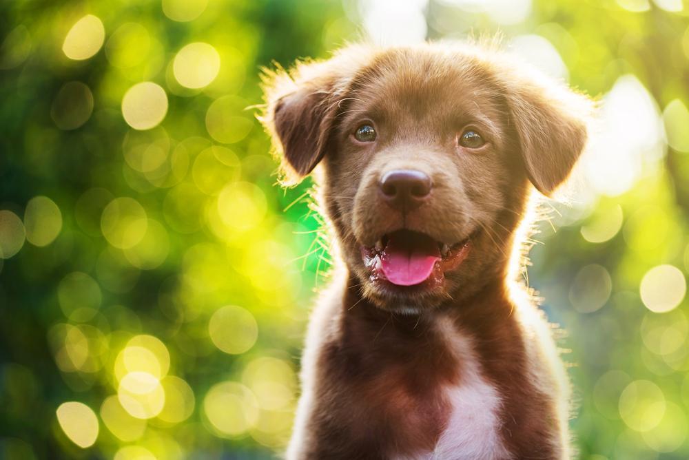 8 Reasons Why Dogs Make The Best Pets