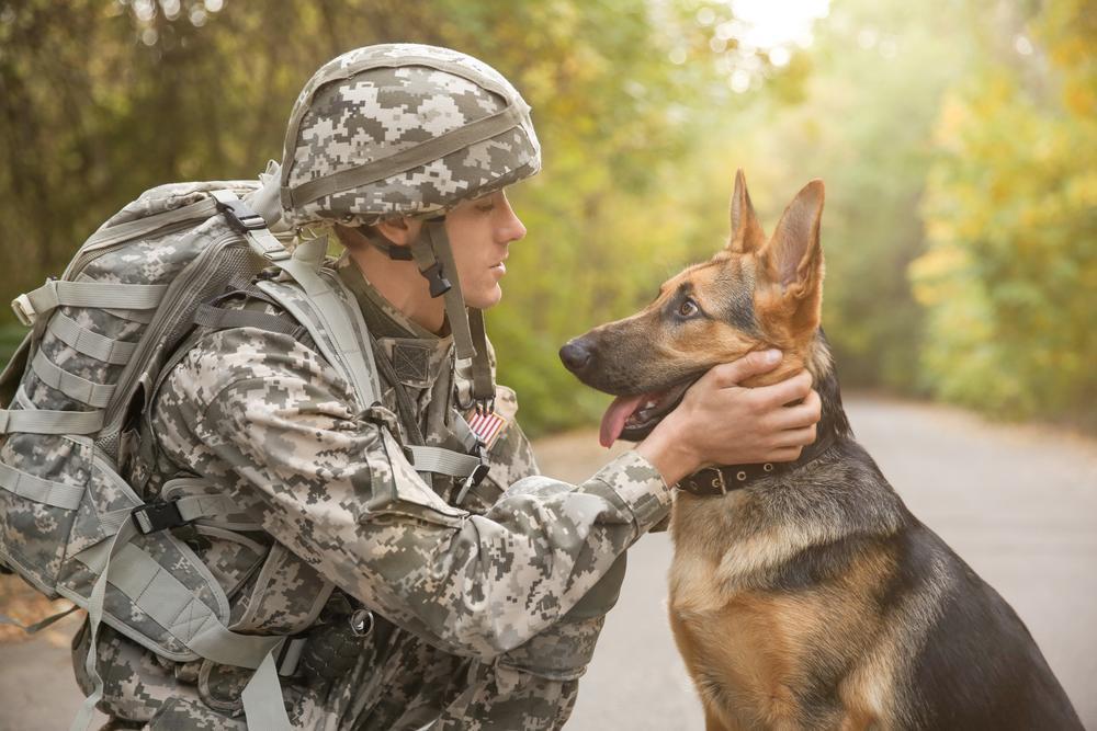 5 Things You May Not Know About Military Dogs