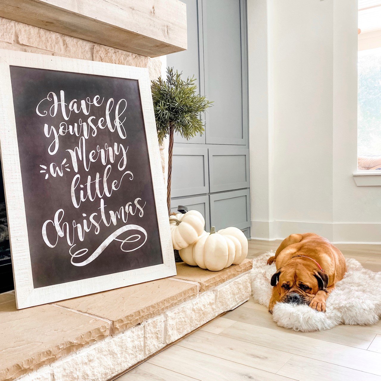 Find The Best Holiday Gifts For Pets & Pet Parents