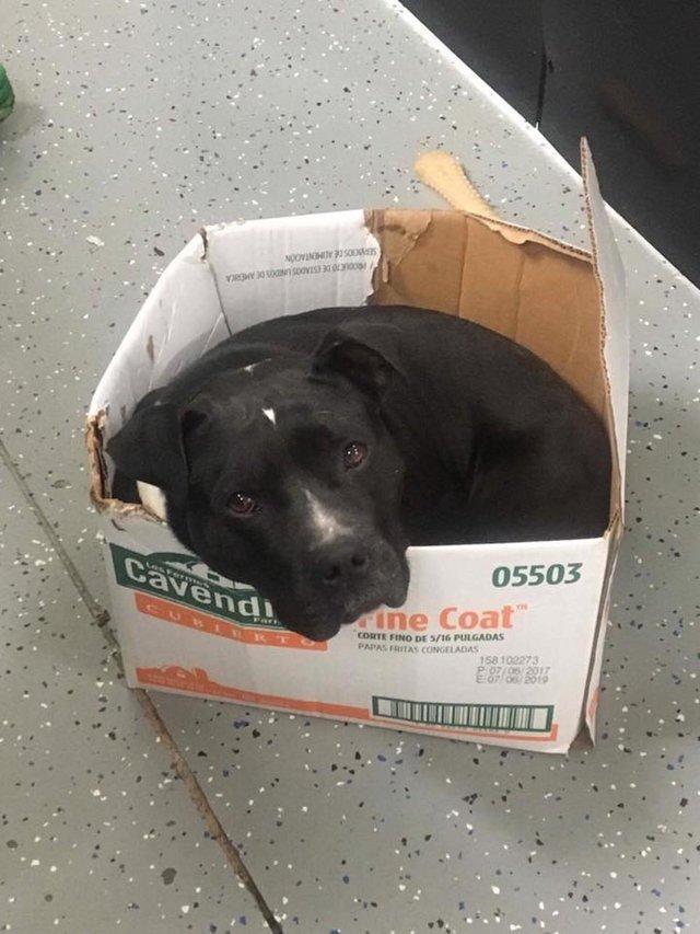 Rescue Dog Still Likes To Sleep In Cardboard Box