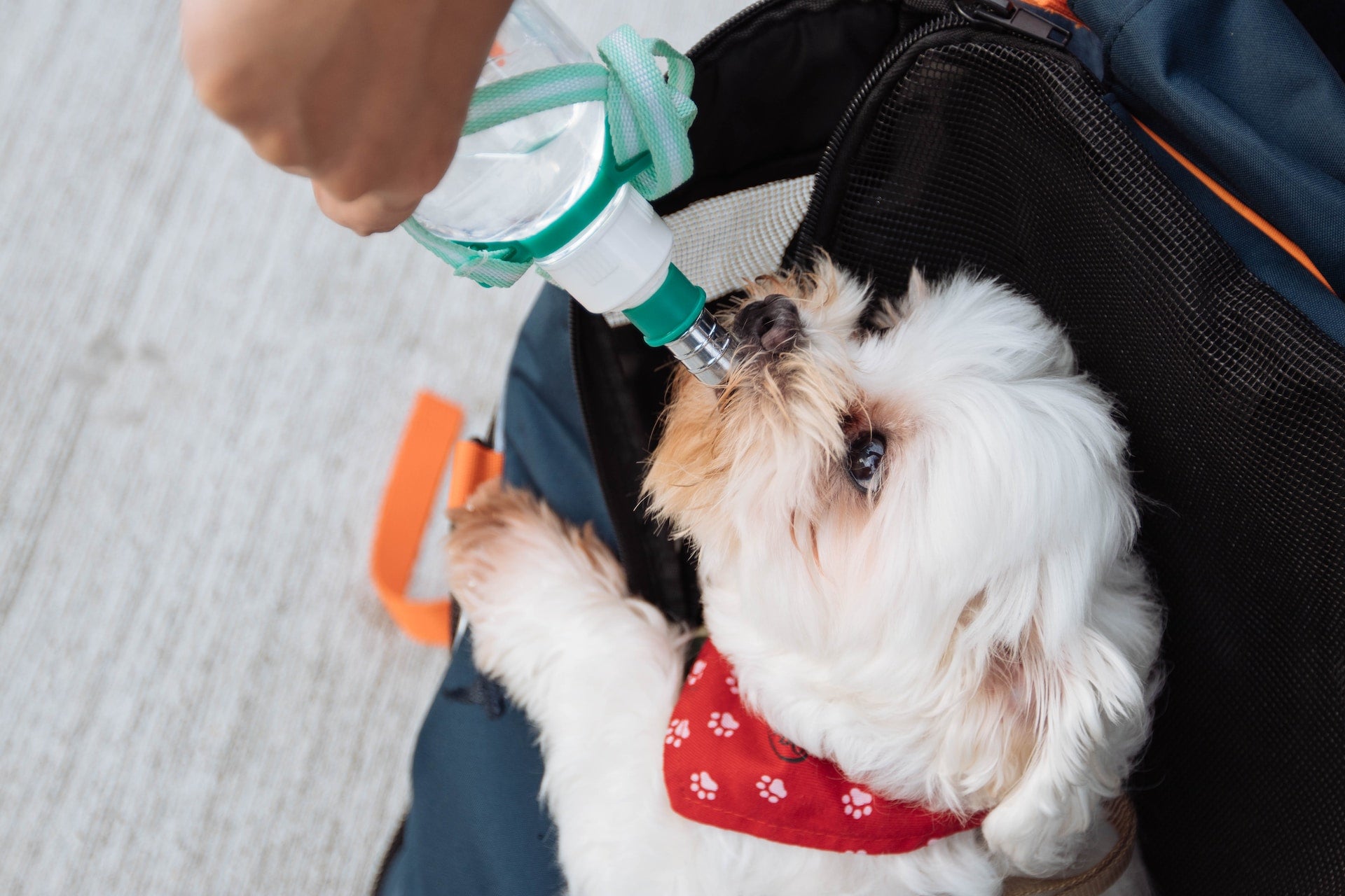 A dog drinks from a water bottle that someone is holding