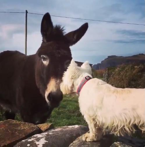 Dog & Donkey Have Beautifully Unusual Friendship