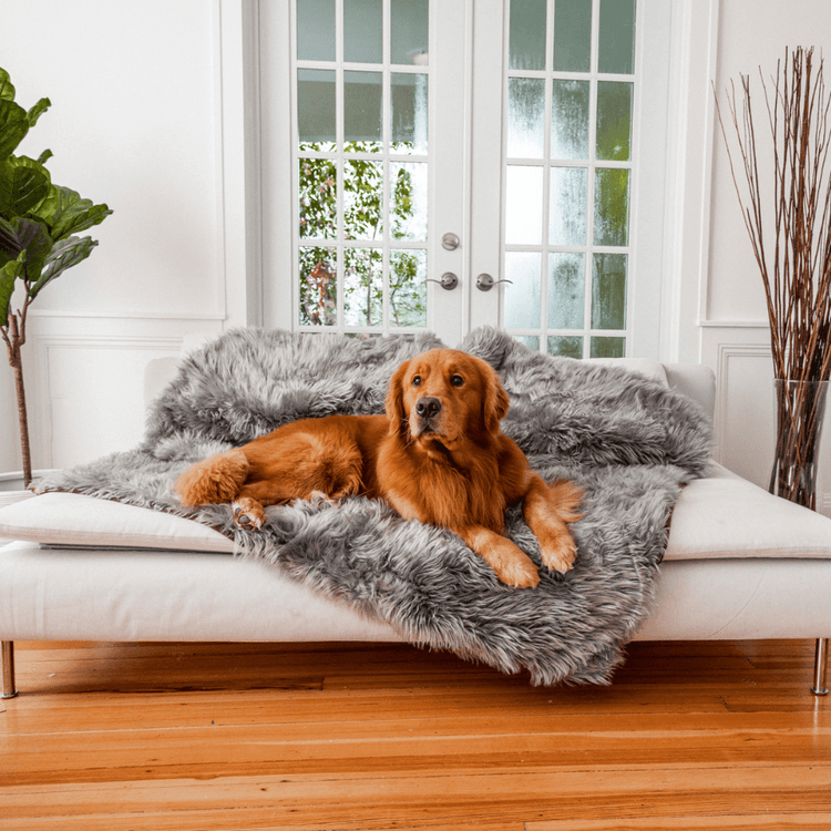 Golden Retriever resting on Charcoal Grey Faux Fur Pet Blanket