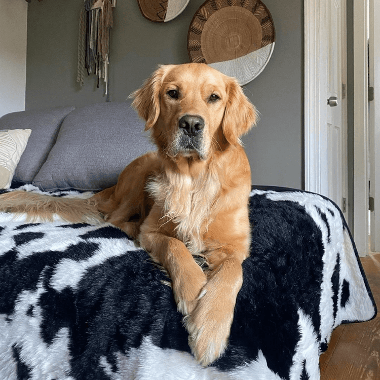 Paw.com x BarkBox PupProtector™ Waterproof Throw Blanket -  Black Faux Cowhide