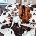 Paw.com x BarkBox PupProtector™ Waterproof Throw Blanket - Brown Faux Cowhide