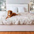 Aussie resting on White faux fur blanket