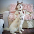 Husky laying on blush pink faux fur pet blanket