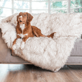 Australian Shepherd on White Blanket