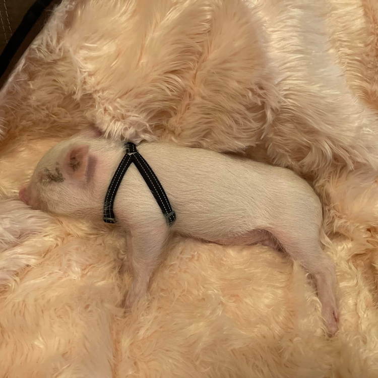 Small pig laying on blush pink faux fur pet blanket