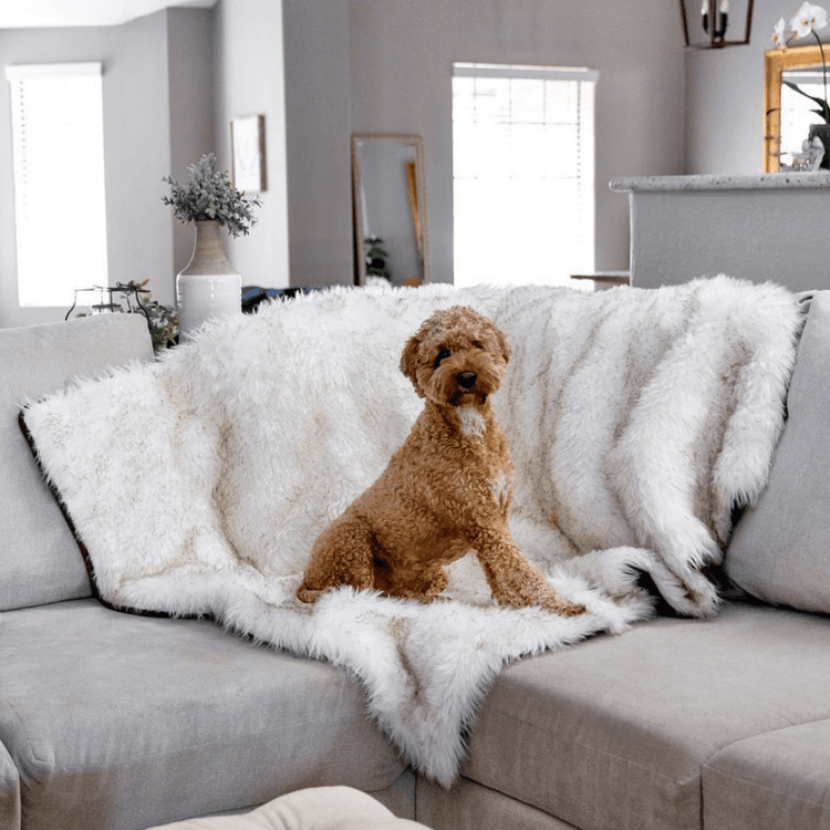 Goldendoodle on White Faux Fur Blanket