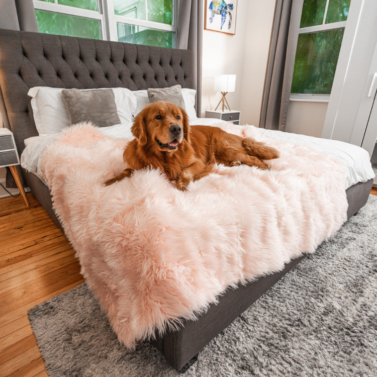 Golden Retriever laying on blush pink faux fur pet blanket