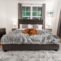 Golden Retriever resting on Charcoal Grey Blanket in bedroom