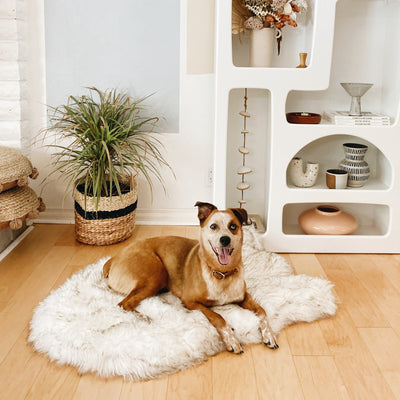 Paw.com x BarkBox PupRug™ Faux Fur Orthopedic Dog Bed - White with Brown Accents