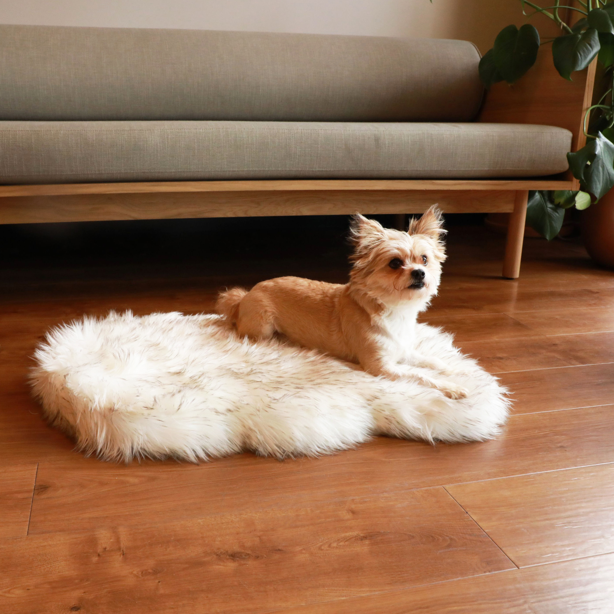 Dog bed that hotsell looks like a rug