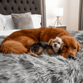 Yorkie and Golden Retriever cozying up on Faux Fur Blanket