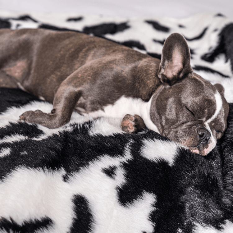 Paw.com x BarkBox PupProtector™ Waterproof Throw Blanket -  Black Faux Cowhide