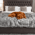 Golden Retriever on Charcoal Grey Blanket