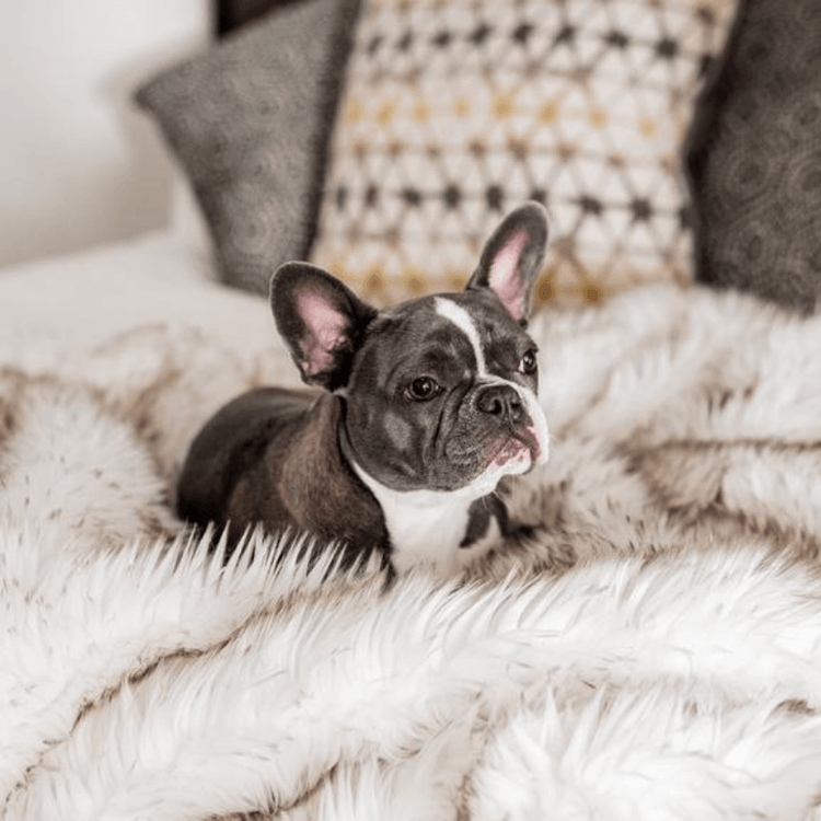 French Bulldog resting on Blanket