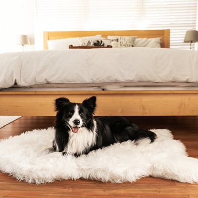 Border Collie dog resting on plush polar white faux fur memory foam dog bed