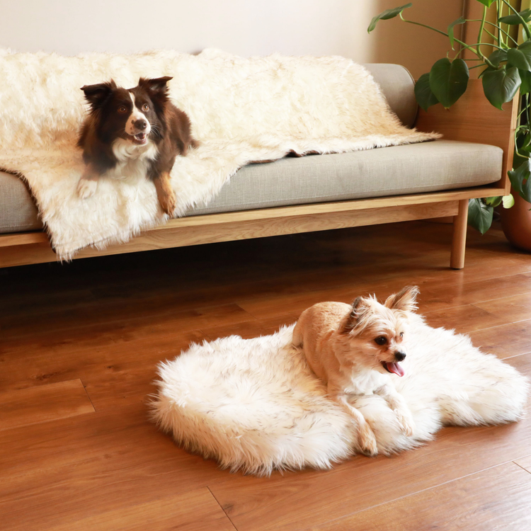 PupRug™ Orthopedic Bed + Matching Waterproof Blanket Bundle - White with Brown Accents