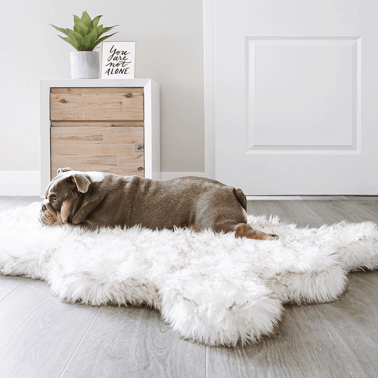 dog on white faux fur memory foam dog bed