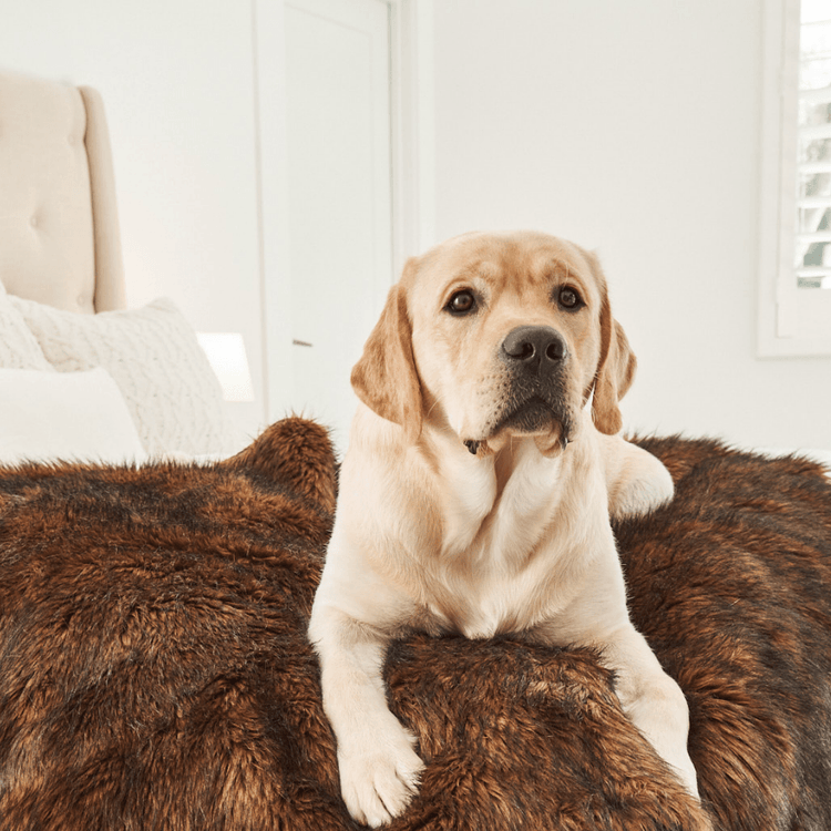 Paw.com x BarkBox PupProtector™ Waterproof Throw Blanket - Brown