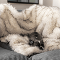 French Bulldog on White Faux Fur Blanket