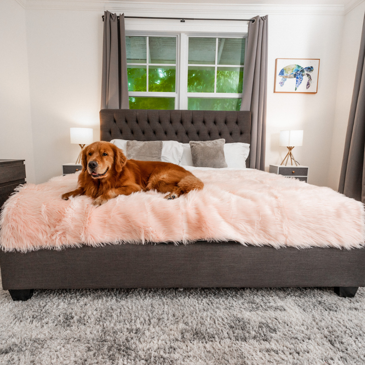 Golden Retriever laying on blush pink faux fur pet blanket