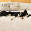 BOGO 50% OFF PupProtector™ Waterproof Throw Blankets