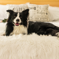 BOGO 50% OFF PupProtector™ Waterproof Throw Blankets