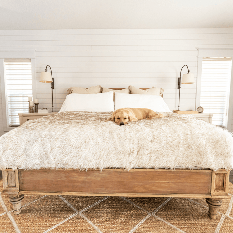 Labrador Retriever Dog resting on White Faux Fur Blanket