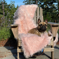 French Bulldog laying on blush pink faux fur pet blanket outside