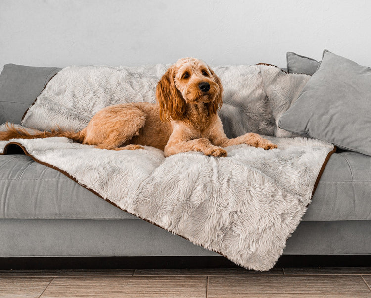 Goldendoodle Dog looking cozy on luxury grey pet throw on couch