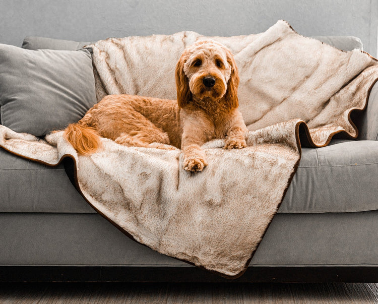 Dog cozy on luxury white faux fur blanket on couch