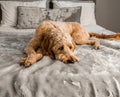 close-up of goldendoodle dog on grey faux fur blanket