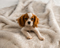 puppy on white faux fur throw blanket