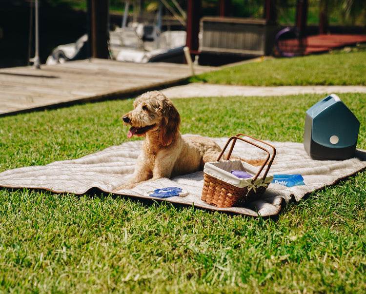 Dog having a picnic on white short fur blanket