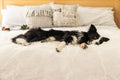 PupRug™ Orthopedic Runner Bed + Matching Waterproof Blanket Bundle - Polar White