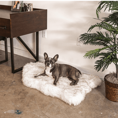 French Bulldog on White Curve Orthopedic Pet Bed Rug 