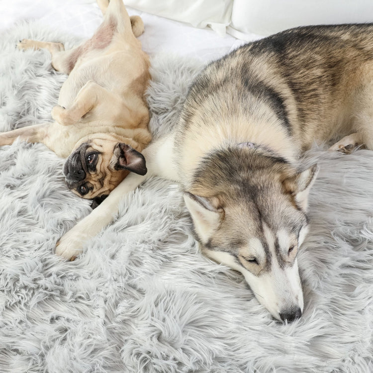 BOGO 50% OFF PupProtector™ Waterproof Throw Blankets