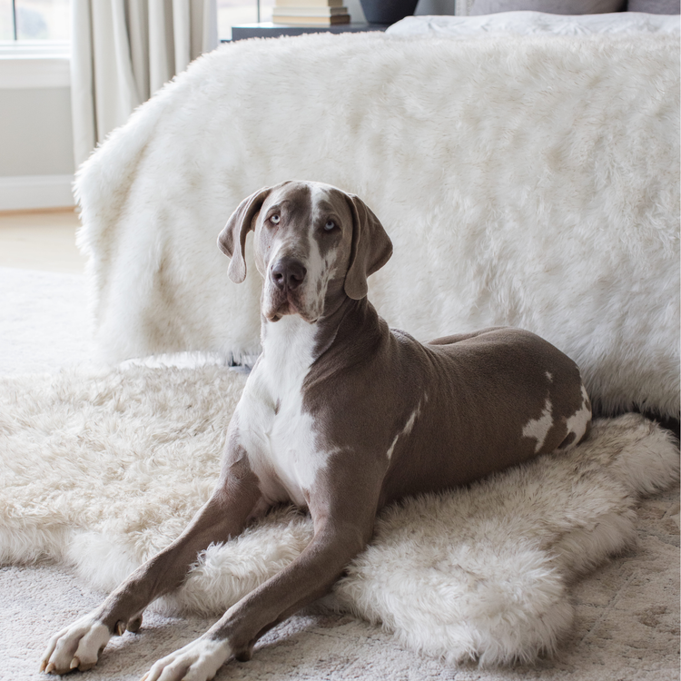 PupRug™ Orthopedic Bed + Matching Waterproof Blanket Bundle - White with Brown Accents