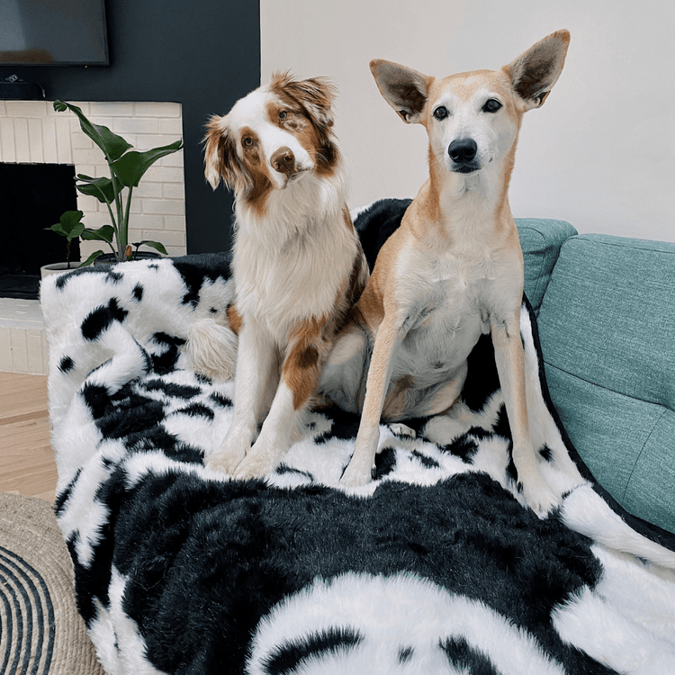 Paw.com x BarkBox PupProtector™ Waterproof Throw Blanket -  Black Faux Cowhide