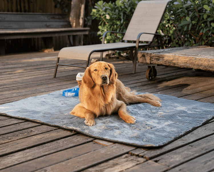 Paw.com x BarkBox PupProtector™ Short Fur Waterproof Throw Blanket - Charcoal Grey