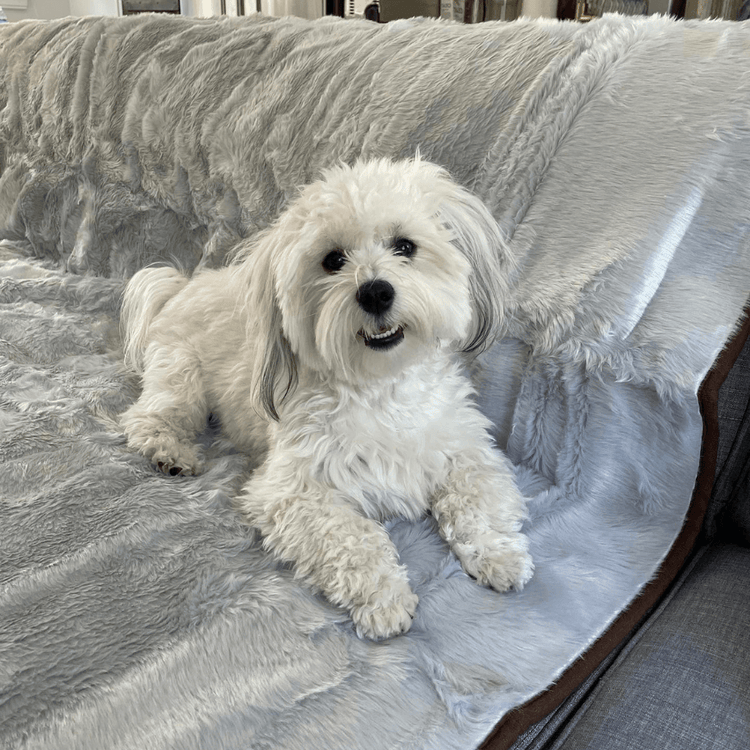 Paw.com x BarkBox PupProtector™ Short Fur Waterproof Throw Blanket - Grey