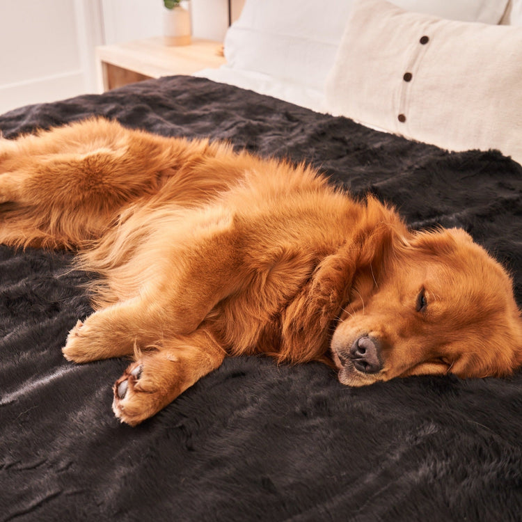 Paw.com x BarkBox PupProtector™ Short Fur Waterproof Throw Blanket - Midnight Black