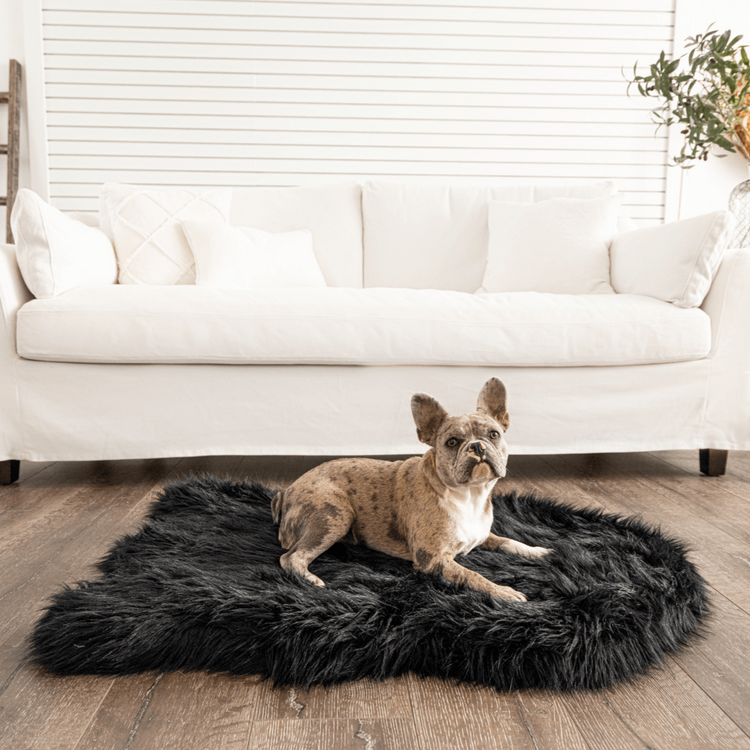 french bulldog on small black faux fur dog bed 