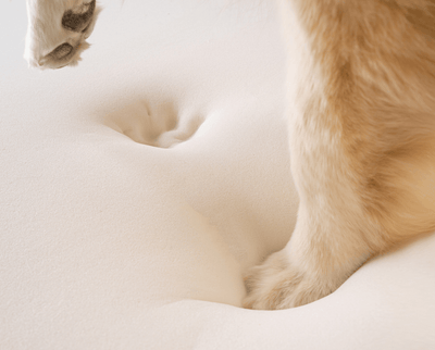 paw pressing down on memory foam